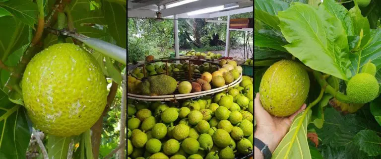 Breadfruit from Fruit Forest Farm