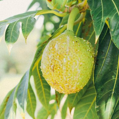 Breadfruit: The Star of the Mutiny on the Bounty