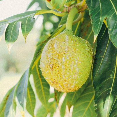 Breadfruit