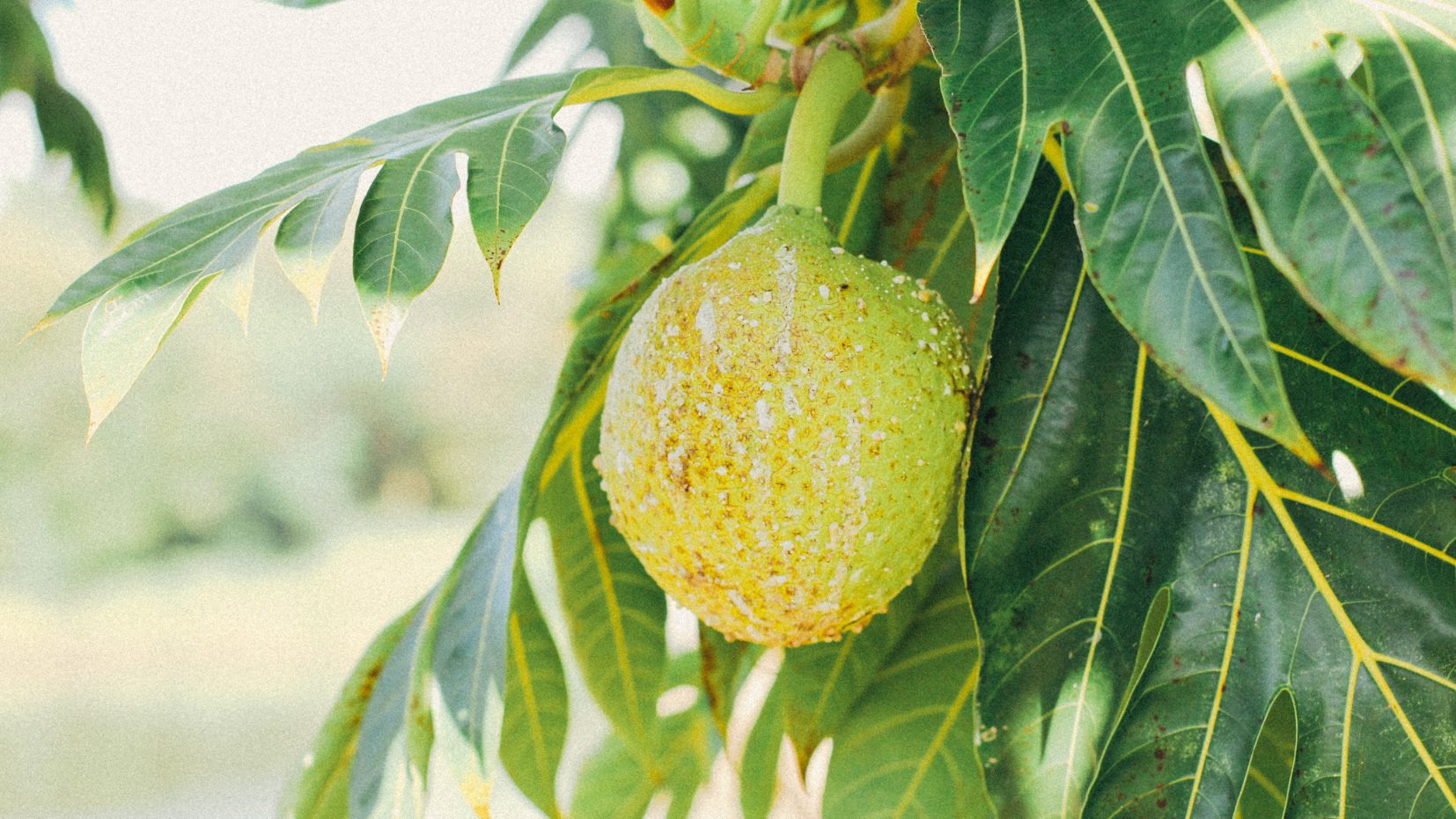 Breadfruit