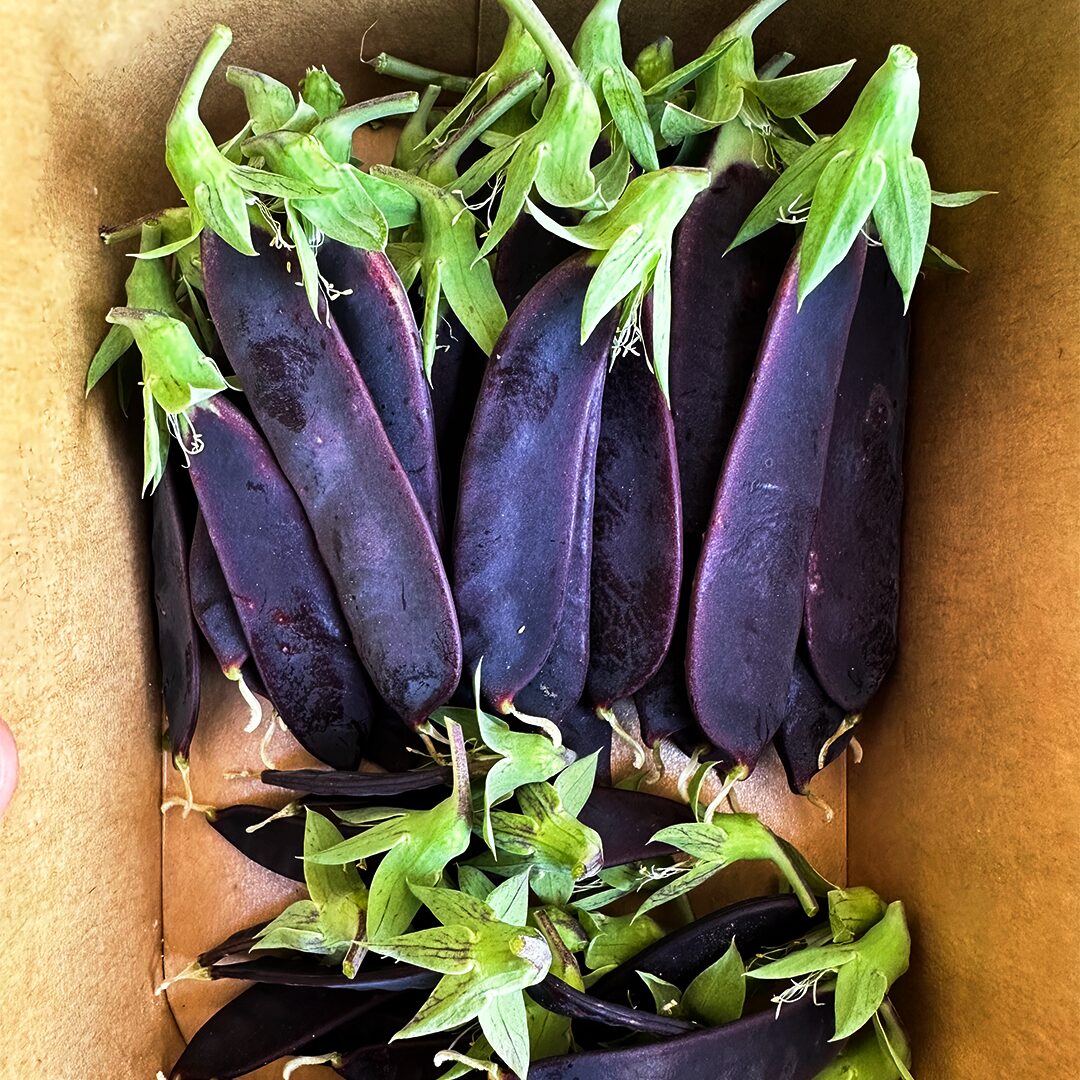Purple Podded Peas-image
