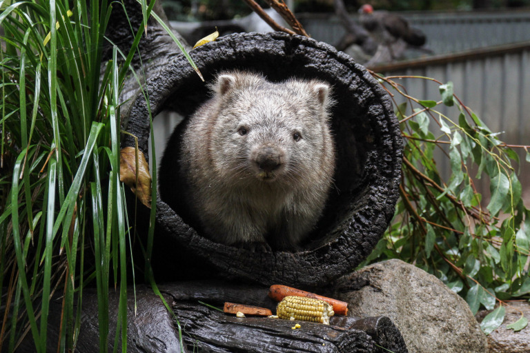 Wombat Lone Pine Koala Sanctuary 