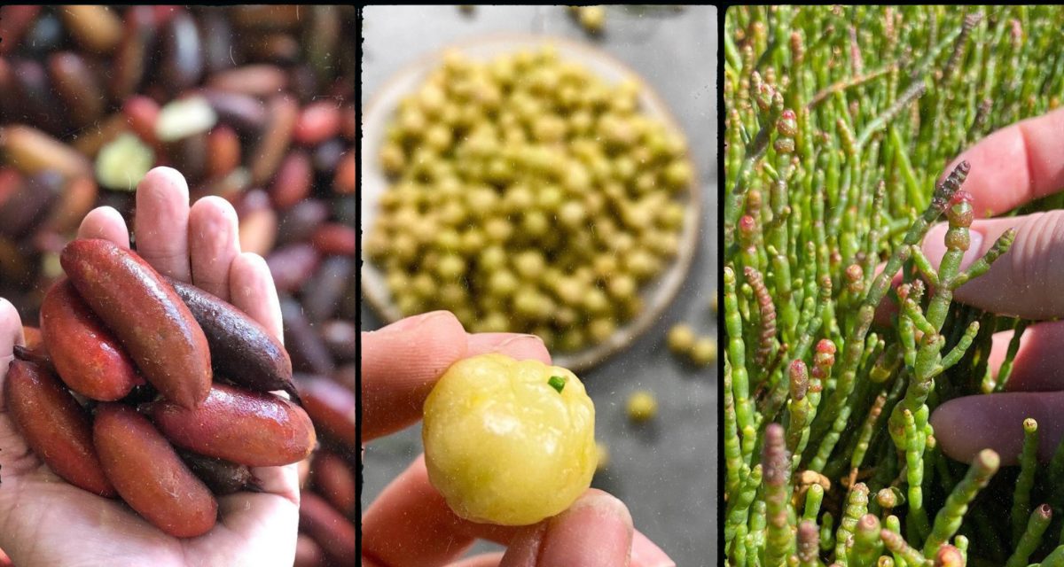 Fingerlimes, Lemon Aspen and Green Karkalla