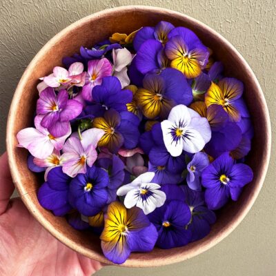 Viola-Edible-Flowers