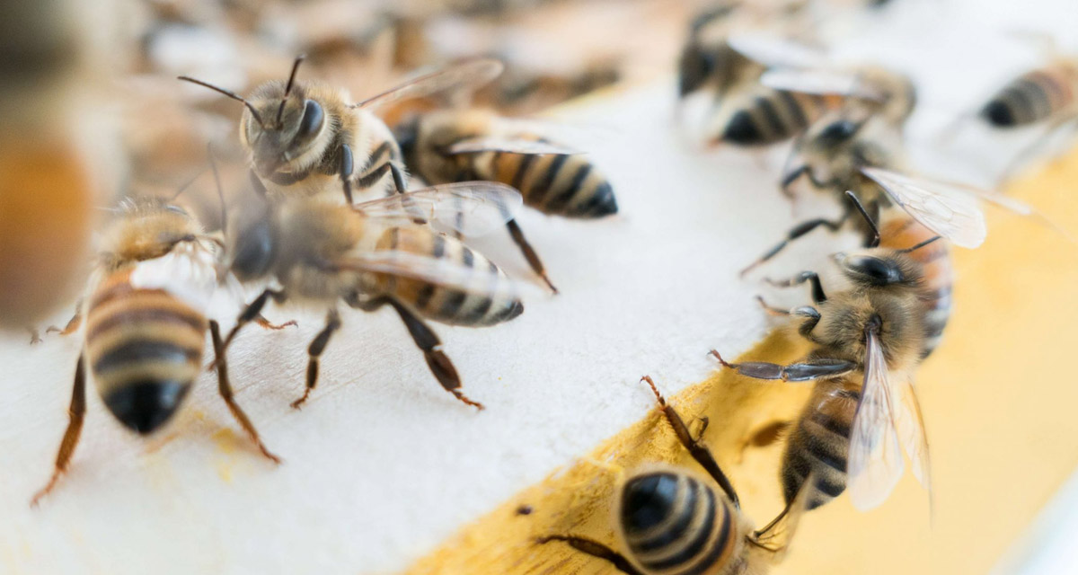 honey-bees