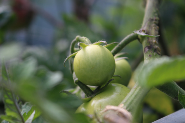 Future-Food-System