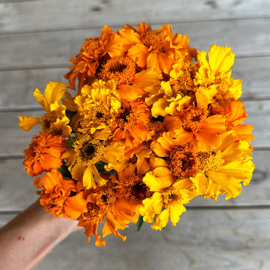 marigold-edible-flowers