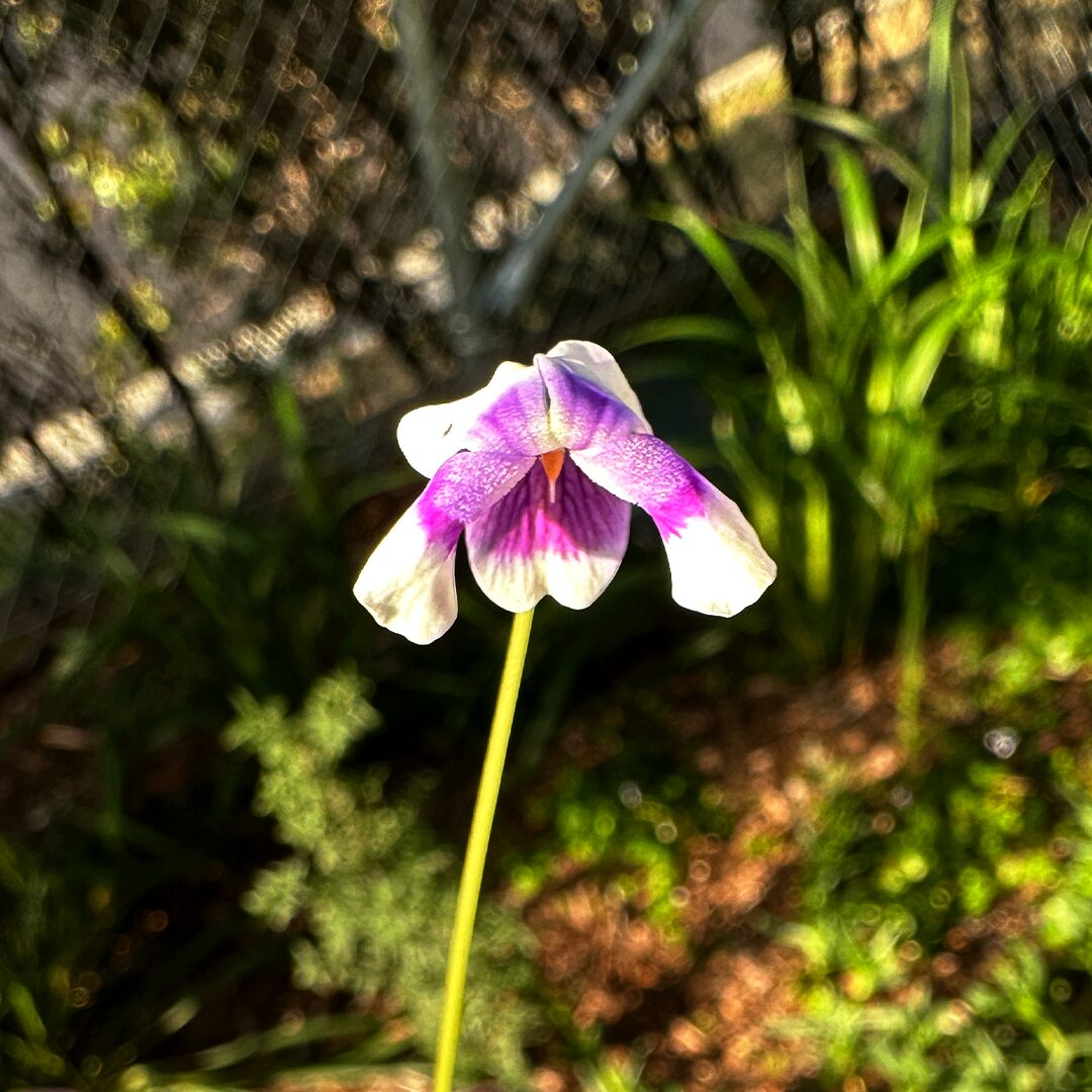 Native Violet Flower-image